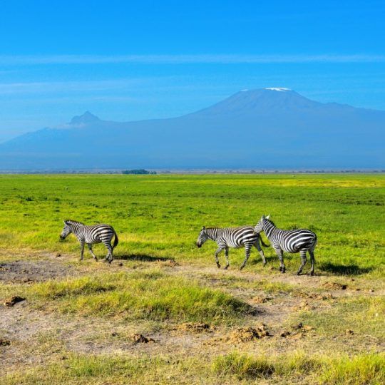 Kenya Safari to Tsavo West, Amboseli National Park