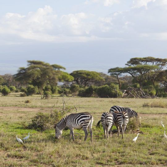 Amboseli (5)