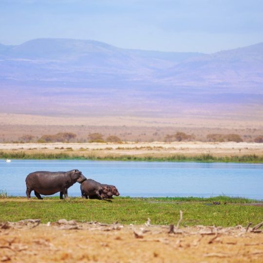 Amboseli (6)