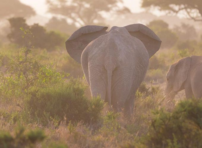 Safari to Tsavo West & Amboseli