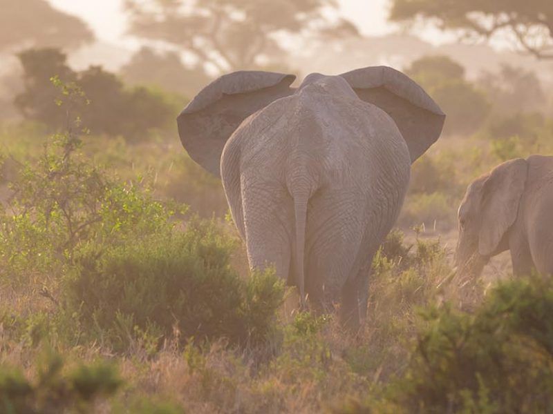 Safari to Tsavo West & Amboseli