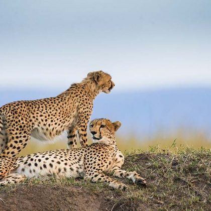 Kenya Safari