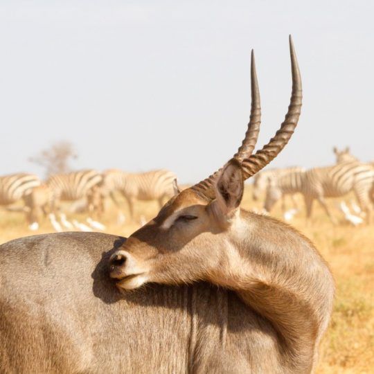 38784233 - male kobus defassa - tsavo, kenya
