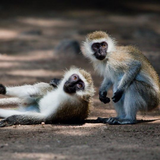 18262077 - the vervet monkeys in bush in tsavo west national park, kenya, africa.