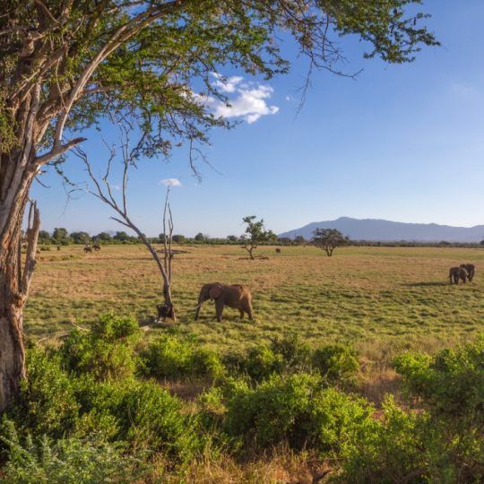 Tsavo West (7)