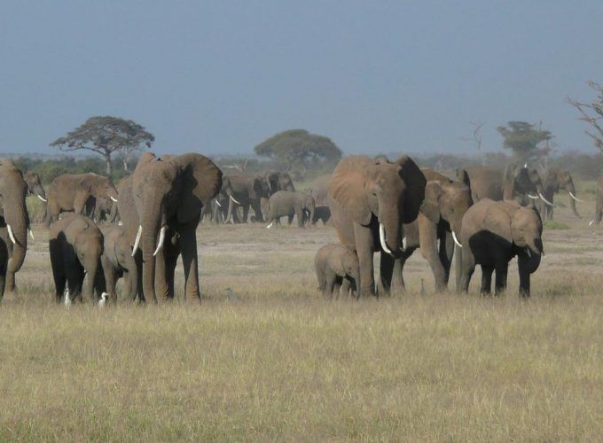 7 Days Kenya Safari to Tsavo West, Amboseli & Maasai Mara