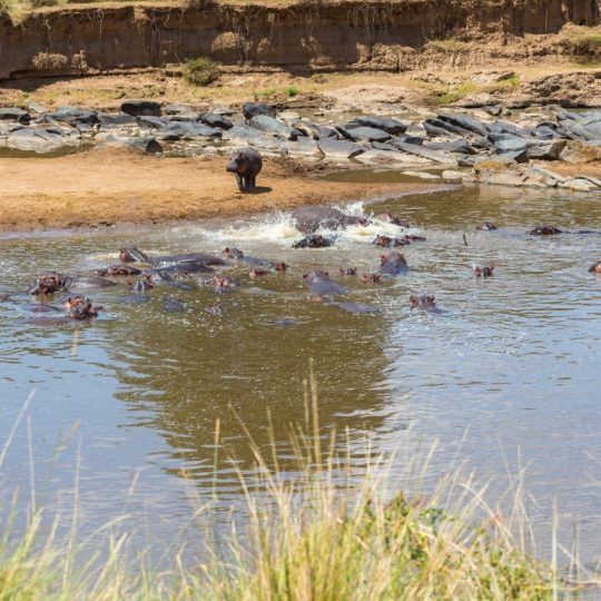 maasai mara (7)