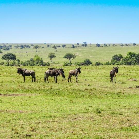 maasai mara (8)