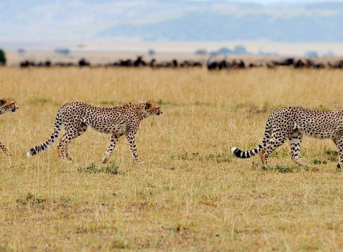 Kenya Safari, Safari to Tsavo West & Amboseli