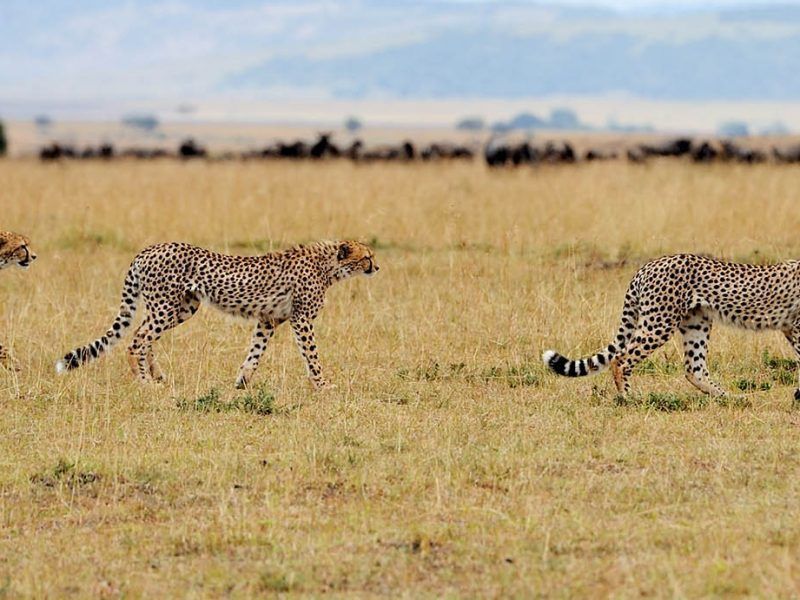 Kenya Safari, Safari to Tsavo West & Amboseli