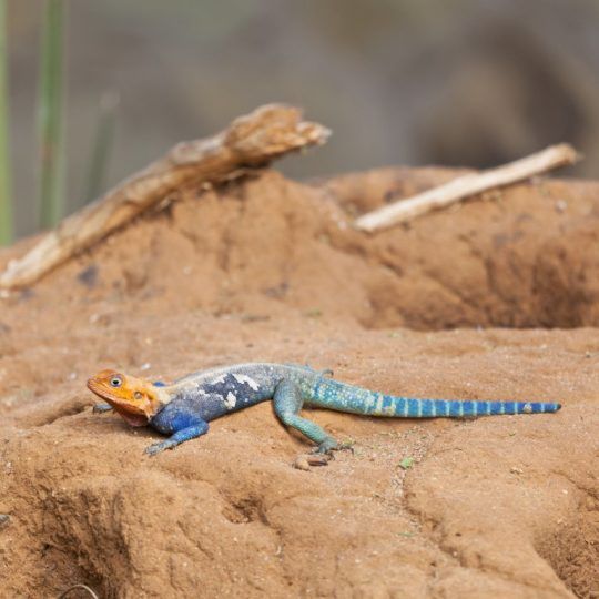 tsavo east (2)