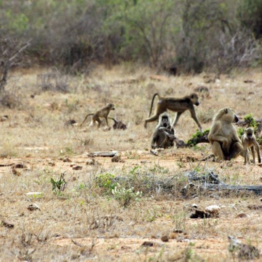 12296028 - gazelle in the savannah of the park of tsavo east, kenya