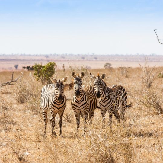 18543996 - kenya, tsavo east national park. three zebras looking to the photographer, sunset light