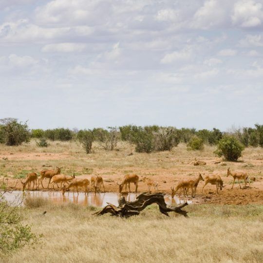 16267279 - antelopes surrounding a watering hole taking a drink  landscape has red earth   sparse bushes, tsavo east, kenya