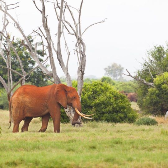 37310327 - a red dirty african elephant in tsavo east national park in kenya.
