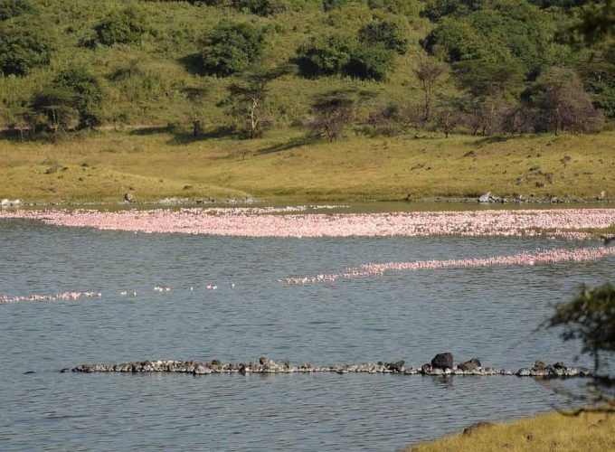 Arusha Day Trip Safari