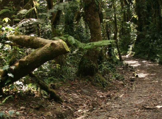 Kilimanjaro Montane Forest Hike Day Trip