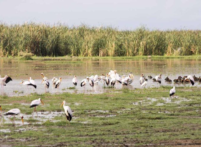 Lake Manyara Day Trip Safari