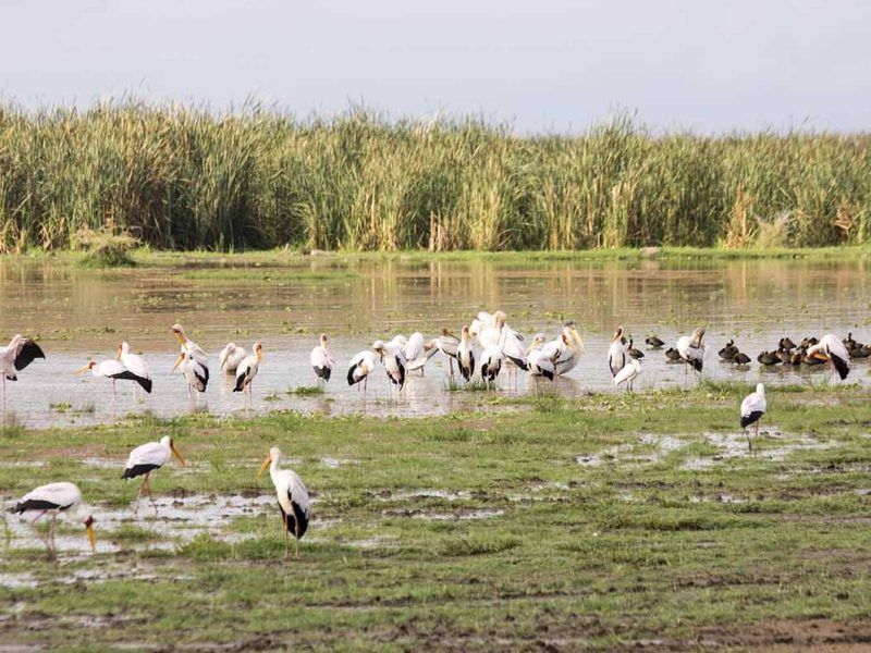 Lake Manyara Day Trip Safari