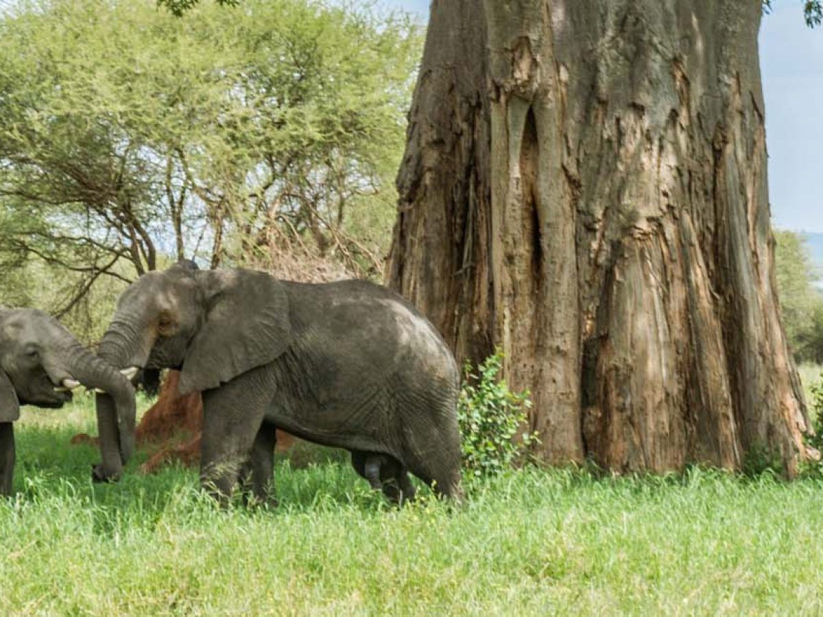 Whether you’re looking to take a day off to escape from your busy schedule or you have no plans before your evening flight and you want to do something adventurous, our day trips are the solution.