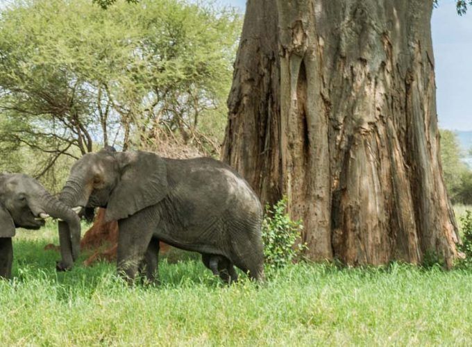 Tarangire Day Trip Safari