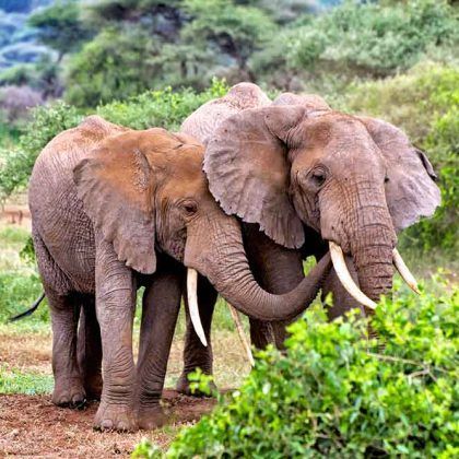 Amazing Northern Tanzania Safari, Tarangire Day Trip Safari, Off Road Northern Tanzania, Tanzania Honeymoon Safari