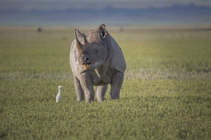 Rhino in Ngorongoro crater