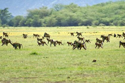 manyara 2 (2)