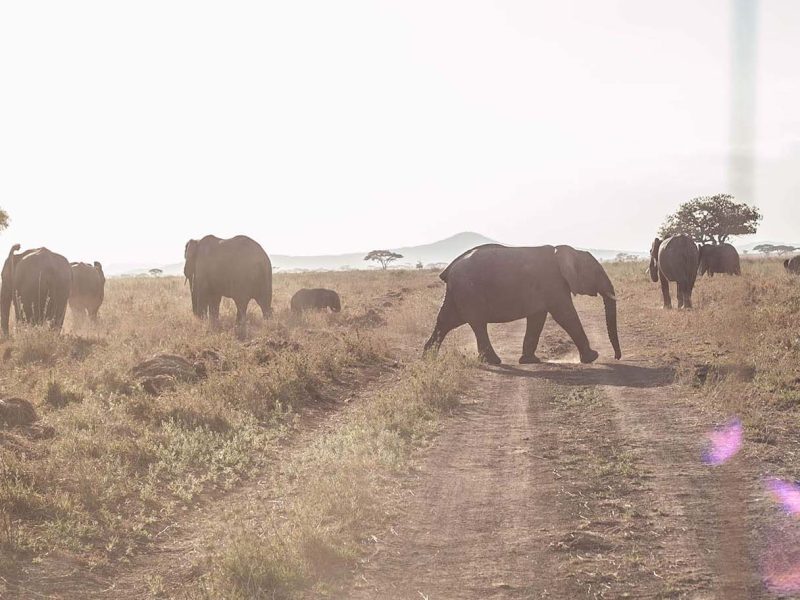 Tanzania Luxury Safari