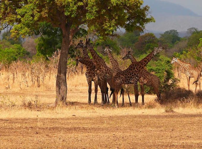 6 Days Tanzania Safari to Mikumi NP + Ruaha NP + Nyerere NP