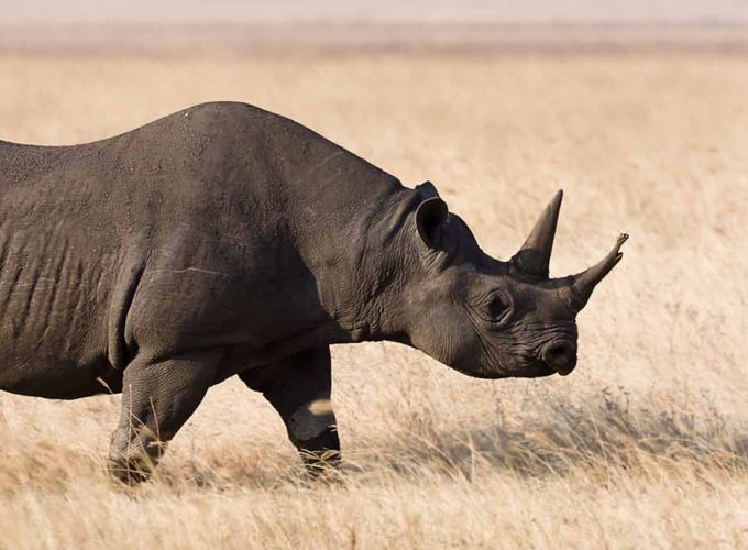 6 Days Rhino & Chimpanzee Trip to Mkomazi NP and Gombe Stream NP