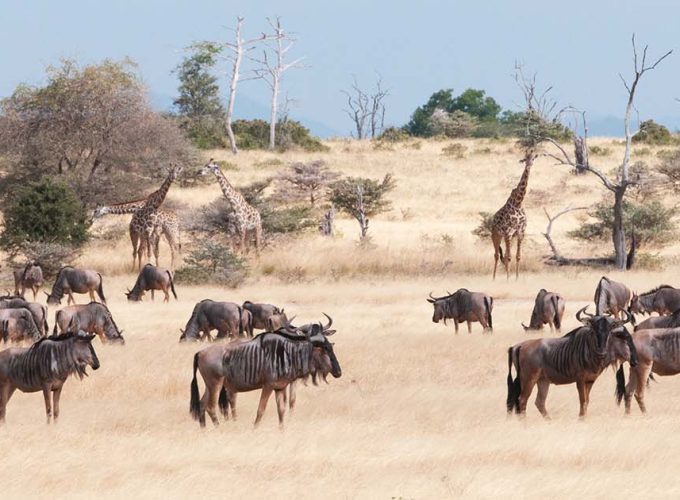 5 Days Safari to Mikumi NP & Nyerere NP