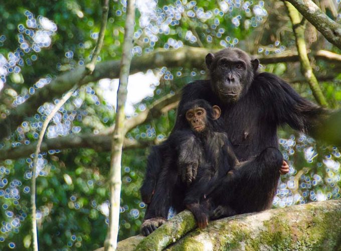 4 Days Gombe Stream National Park Tracking Safari