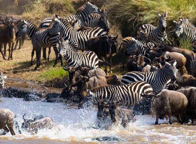 8 Days Tanzania Luxury Wildebeest Migration River Crossing