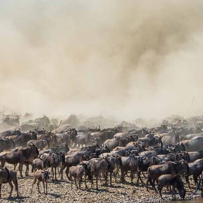 great migration 4
