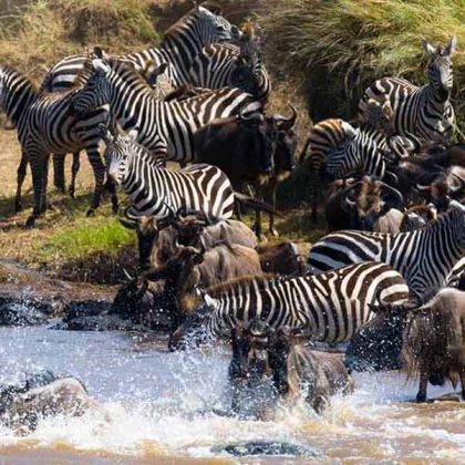 Photographic Safari