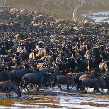 Photographic Safari, Tanzania Luxury Wildebeest Migration, Wildebeest Migration Western Corridor, Serengeti Kogatende Migration, Serengeti Mid-Range Lodge Safari