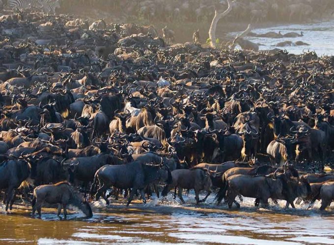 Photographic Safari, Tanzania Luxury Wildebeest Migration, Wildebeest Migration Western Corridor, Serengeti Kogatende Migration, Serengeti Mid-Range Lodge Safari