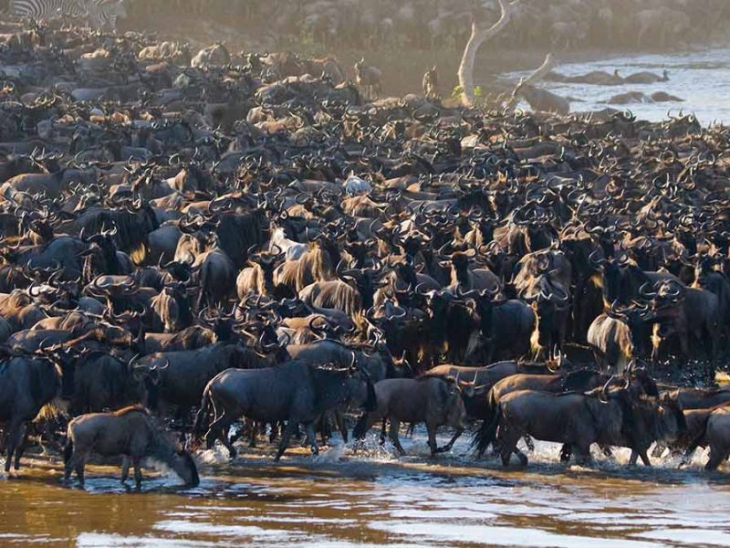 Photographic Safari, Tanzania Luxury Wildebeest Migration, Wildebeest Migration Western Corridor, Serengeti Kogatende Migration, Serengeti Mid-Range Lodge Safari