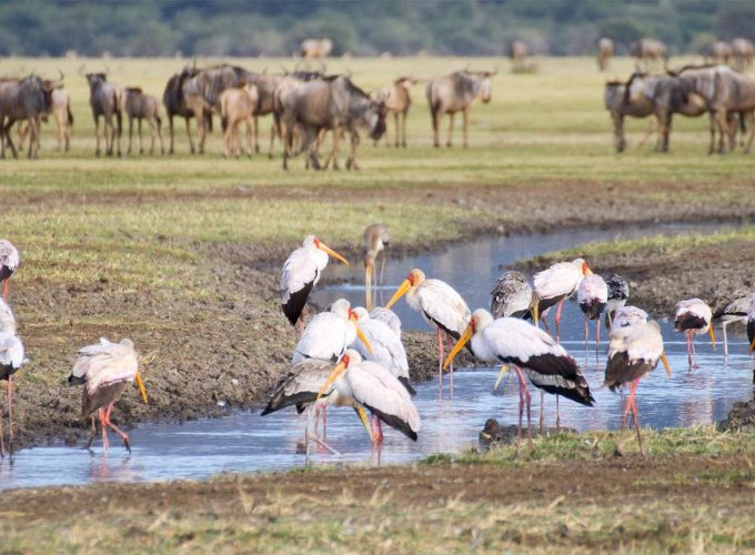 Off Road Northern Tanzania Lakes Tour