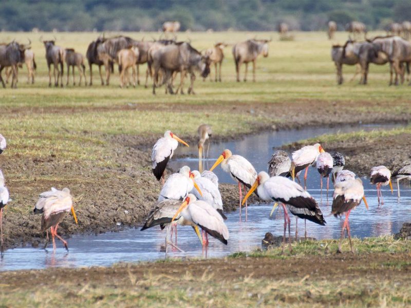 Off Road Northern Tanzania Lakes Tour