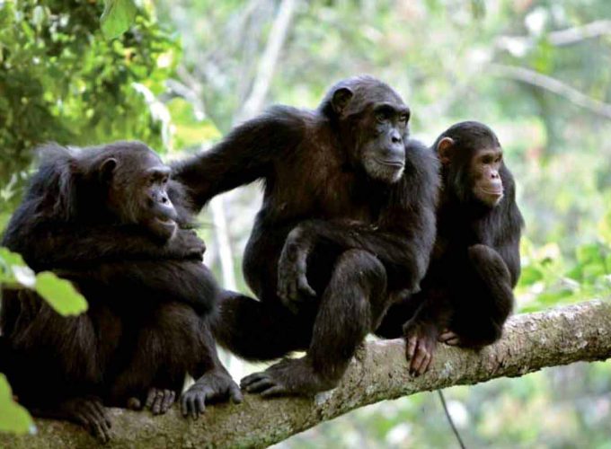 10 Days Mkomazi NP, Gombe Stream NP & Serengeti Migration River Crossing Safari