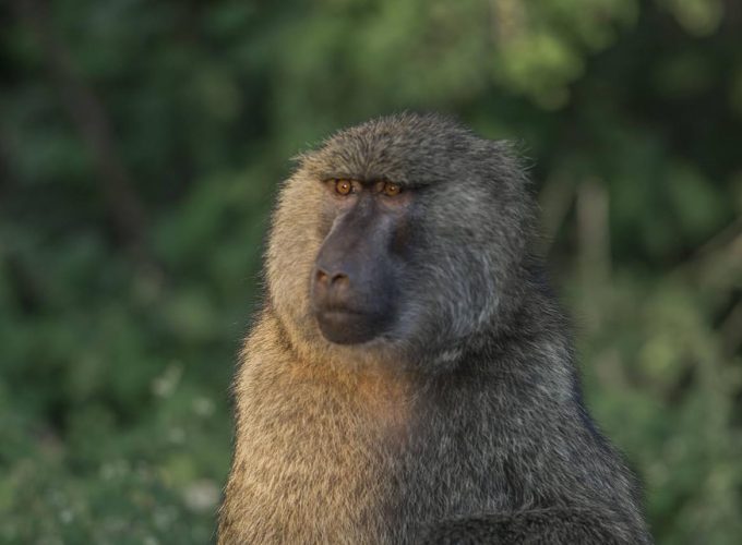 Safari To Lake Manyara, Ngorongoro & Serengeti