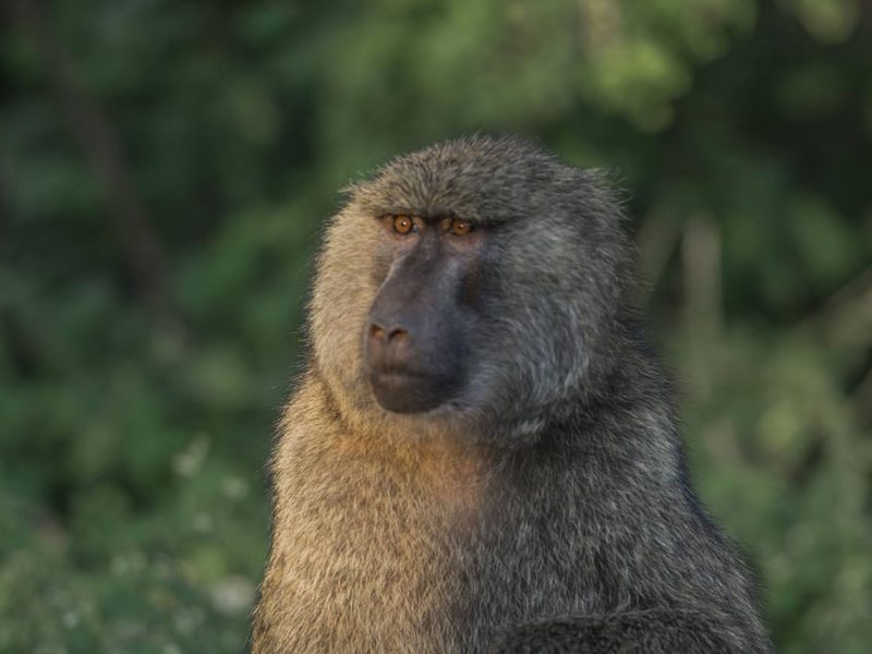Safari To Lake Manyara, Ngorongoro & Serengeti
