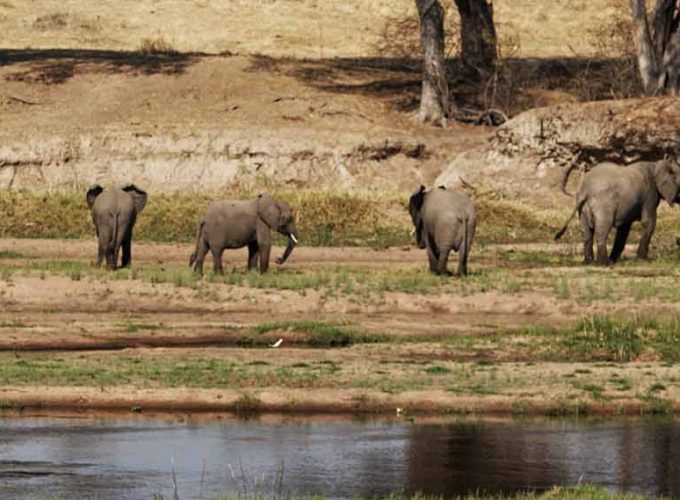 8 Days Southern Tanzania Safari by Road