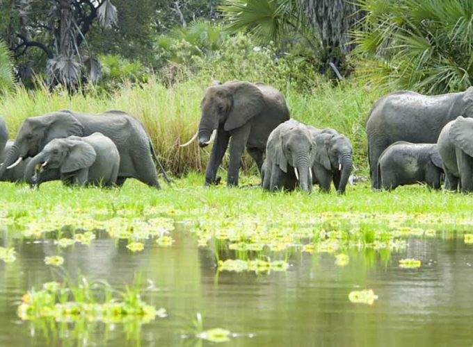 7 Days of Amazing Fly-in Safari Southern Tanzania to Nyerere NP & Ruaha NP