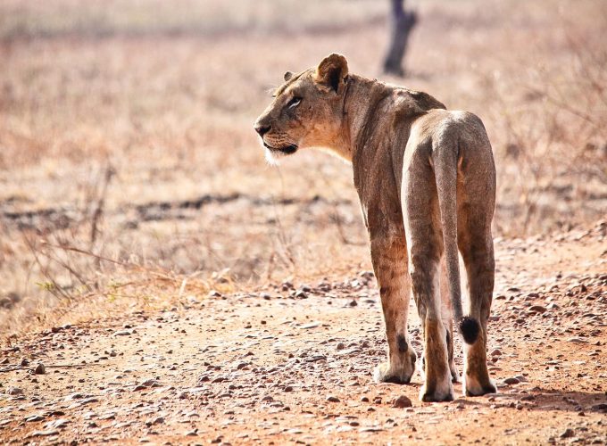 12 Most Classic Zambia’s Private Photographic Safari