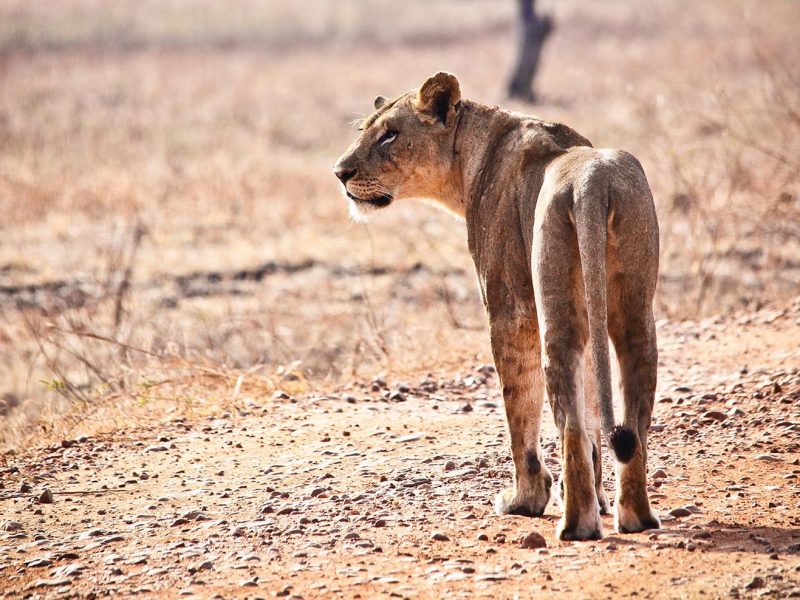 12 Most Classic Zambia’s Private Photographic Safari