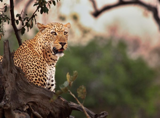 4 Days Explore South Luangwa Luxury Safari