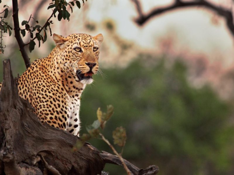 4 Days Explore South Luangwa Luxury Safari